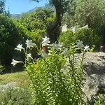 Alebea